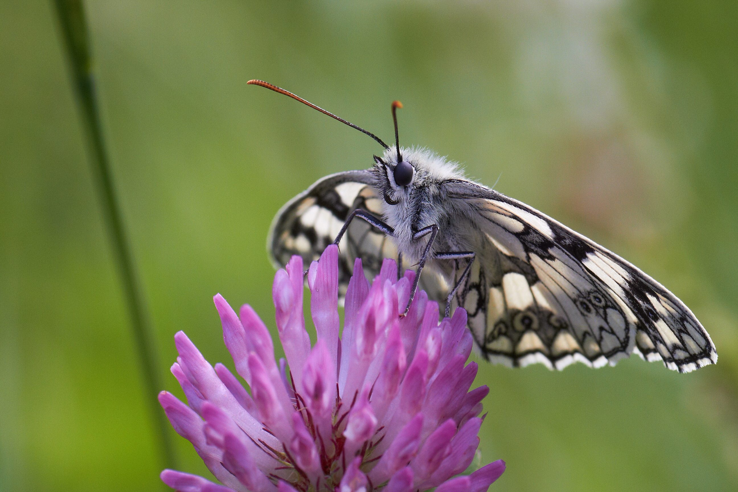 Melanargia galathea   Schachbrett   0040